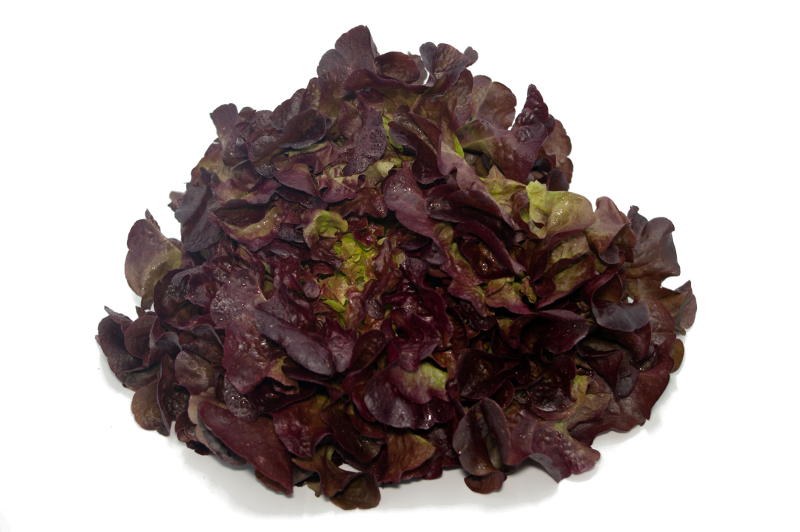 Salade f. de chêne Als FR (pi